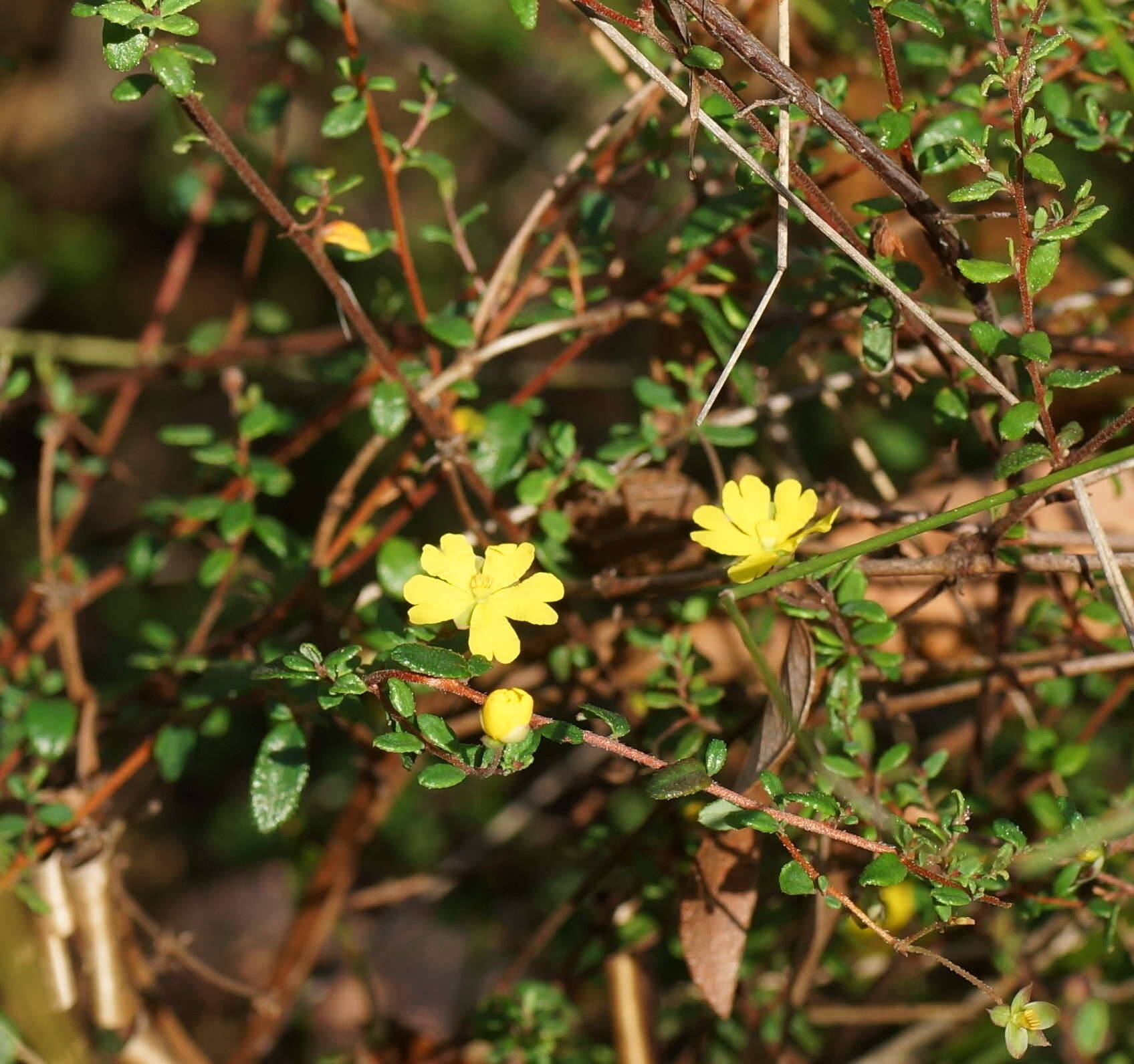 Image of Hibbertia empetrifolia subsp. empetrifolia