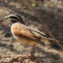 Image of Emberiza capensis bradfieldi (Roberts 1928)