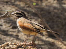 Image of Emberiza capensis bradfieldi (Roberts 1928)