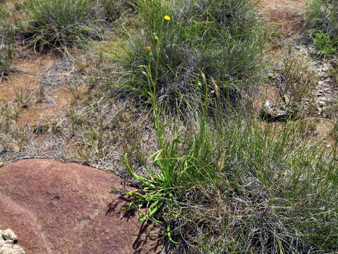 Plancia ëd Senecio asperulus DC.