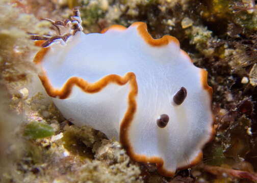 Image of Ardeadoris averni (Rudman 1985)