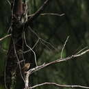 Image of Brown-throated Wren