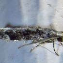 Image of Coleotechnites Flower Moth