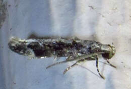 Image of Coleotechnites Flower Moth