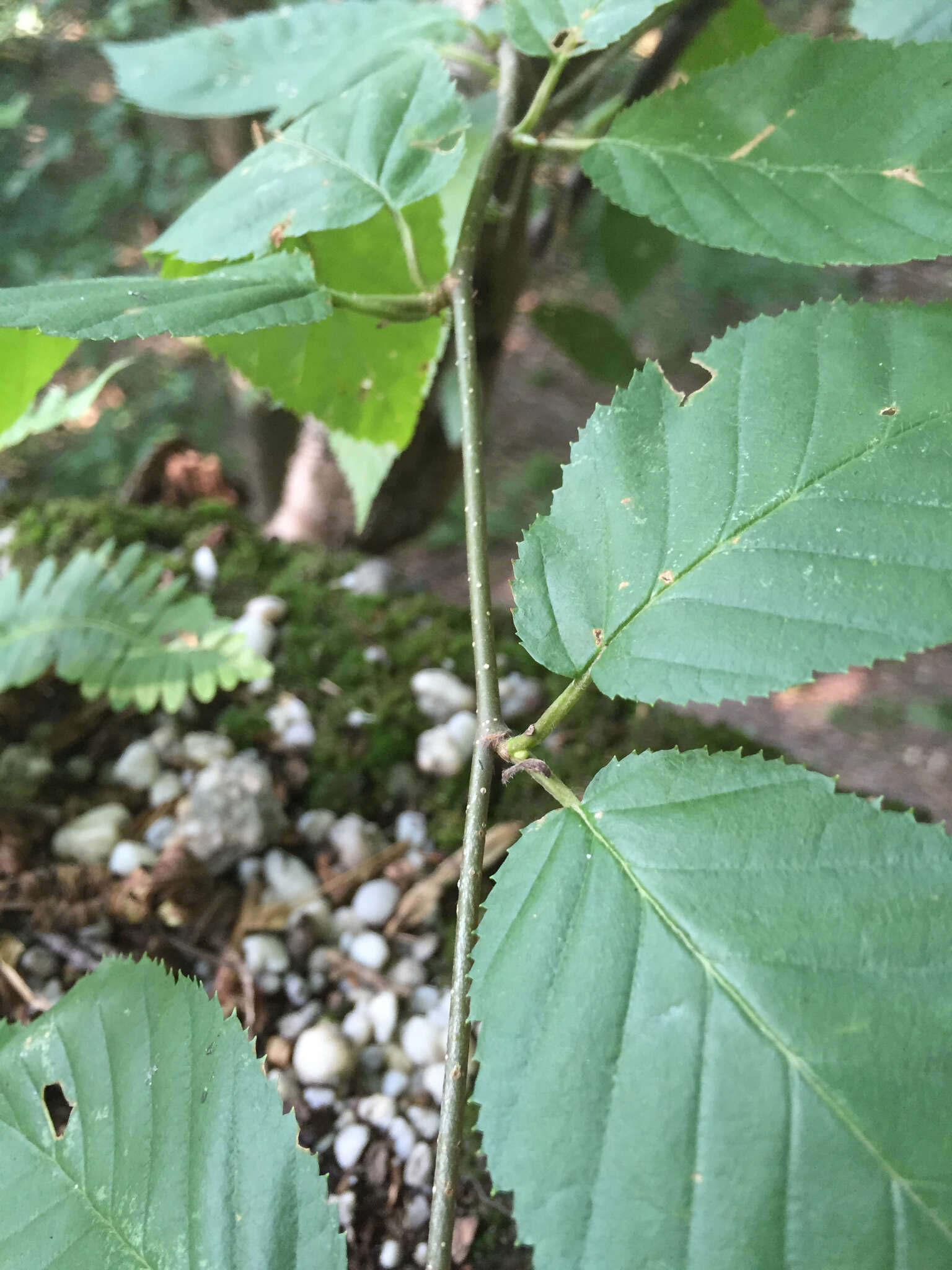 Image of Black birch