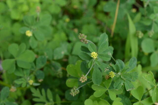 Image of black medick