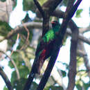 Image of Pavonine Quetzal