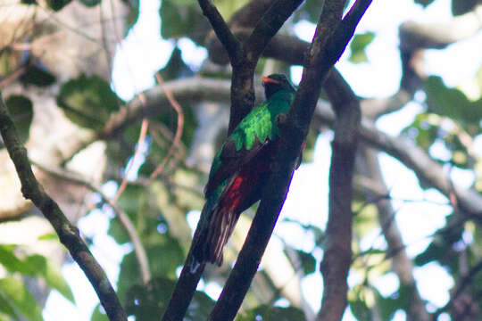 Image of Pavonine Quetzal