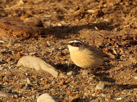 Image of Brown Accentor