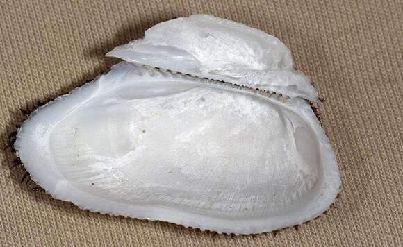 Image of leafy ark shell