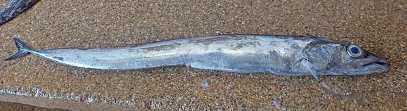 Image of Black scabbardfish