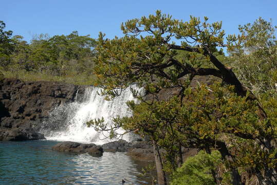 Image of New Caledonia retrophyllum