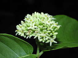 Image of Forsteronia umbellata (Aubl.) R. E. Woodson