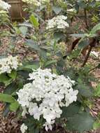 Imagem de Viburnum macrocephalum Fortune