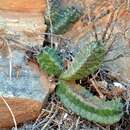 Image of Ceropegia neronis (Pillans) Bruyns