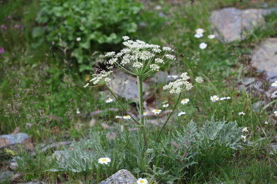 Image of Heracleum freynianum Somm. & Levier