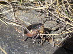 Image of Sierra Nevadan Saddle Bush-cricket