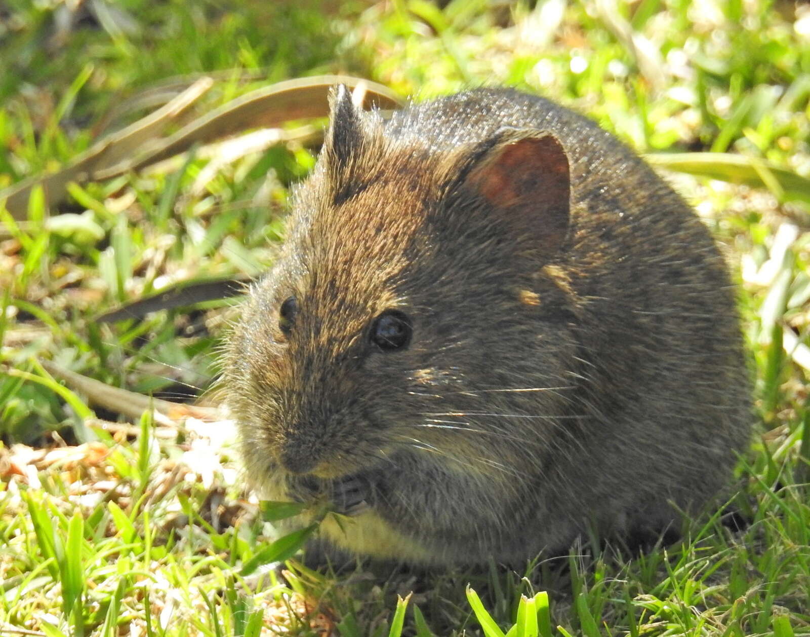 Image of Southern African Vlei Rat