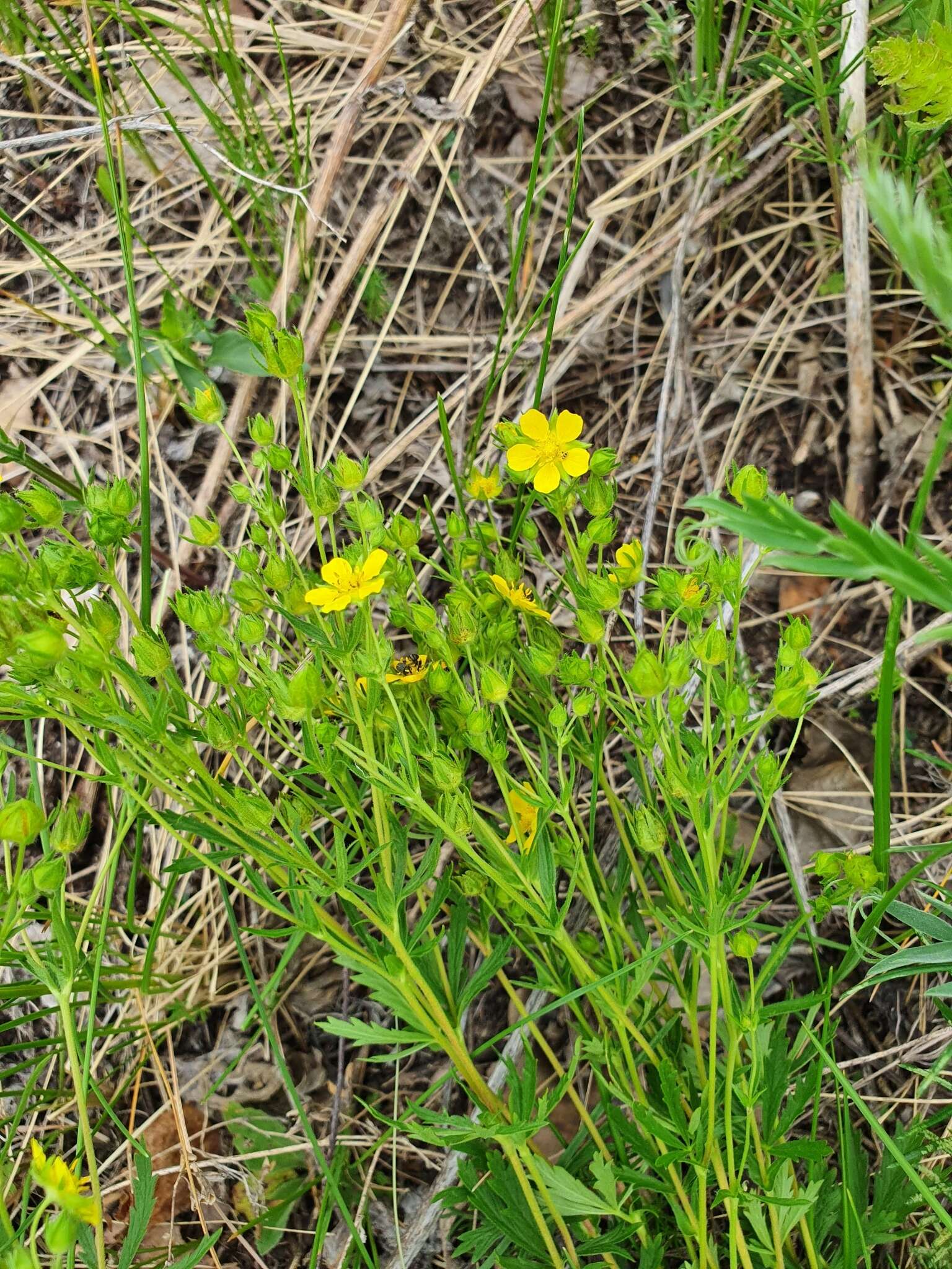 Image of Potentilla longipes Ledeb.