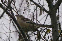 Image of Northern Mockingbird