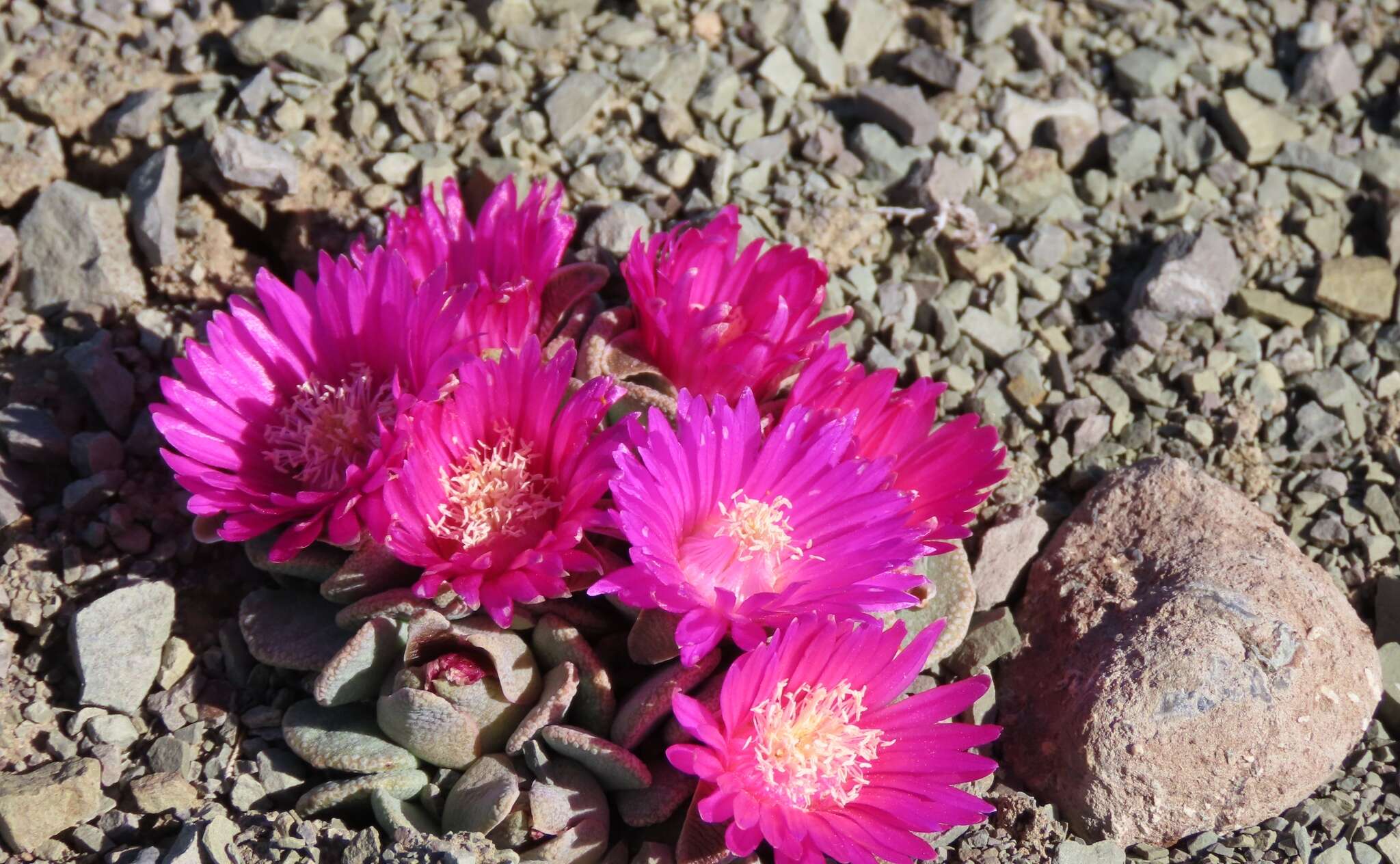 Image of Aloinopsis spathulata (Thunb.) L. Bol.