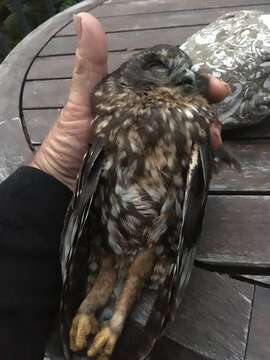 Image of Morepork