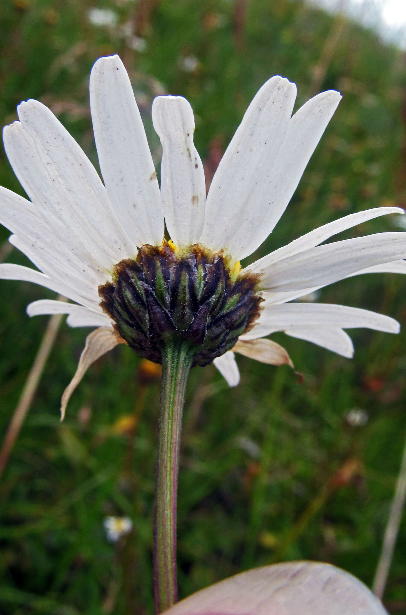 Слика од Leucanthemum rotundifolium (Willd.) DC.