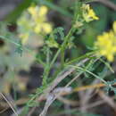 Imagem de Erucastrum nasturtiifolium (Poir.) O. E. Schulz