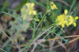 Image of Erucastrum nasturtiifolium (Poir.) O. E. Schulz