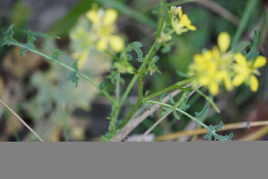 Image of Erucastrum nasturtiifolium (Poir.) O. E. Schulz