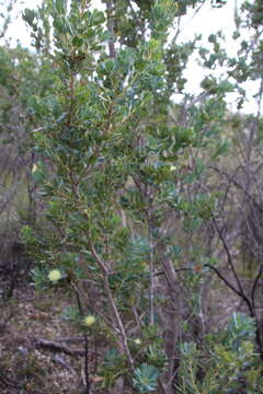 Sivun Banksia sessilis (Knight) A. R. Mast & K. R. Thiele kuva