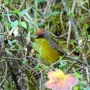 Image of Rufous-capped Brush Finch