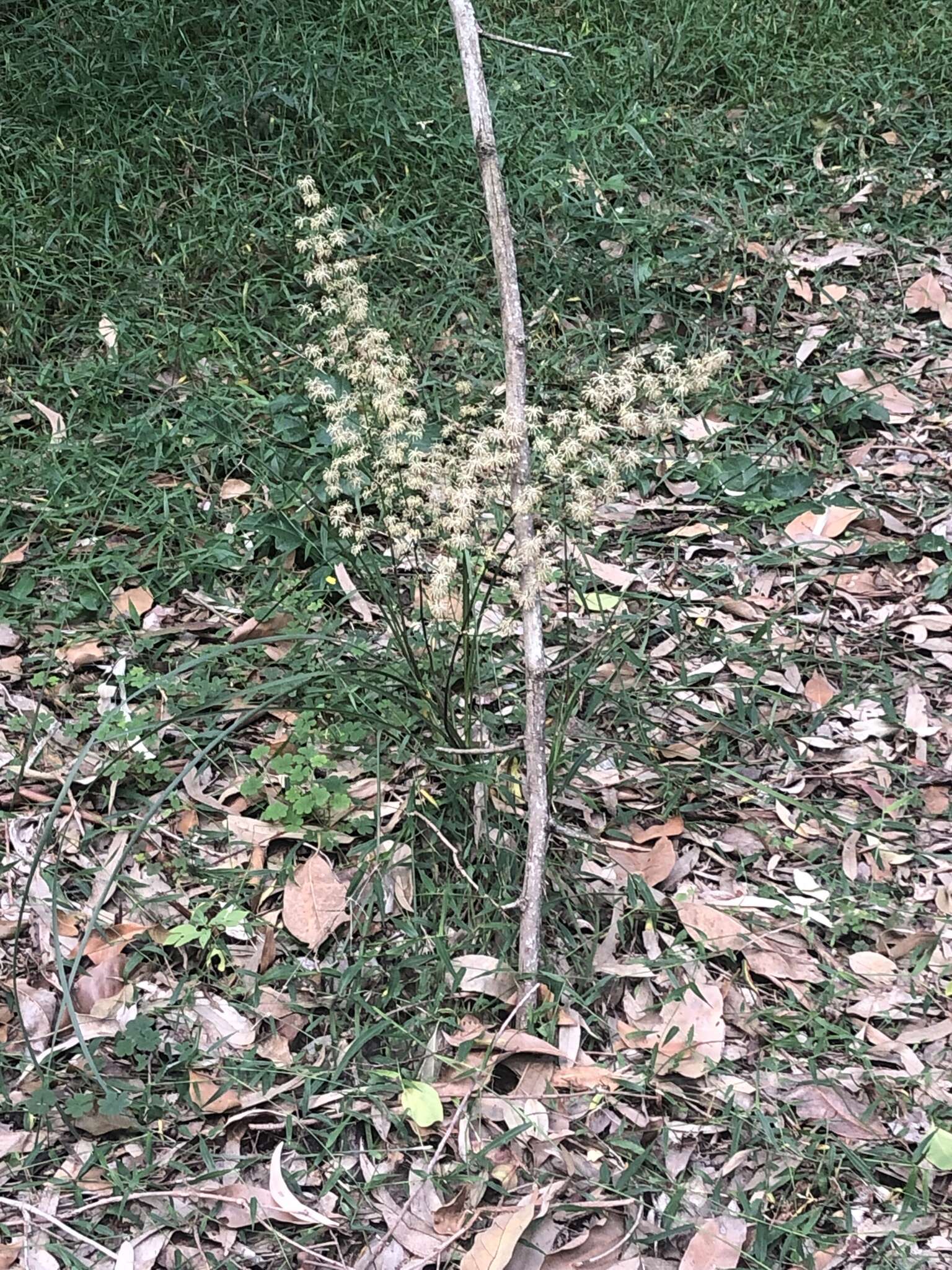 Image of Many flowered mat-rush