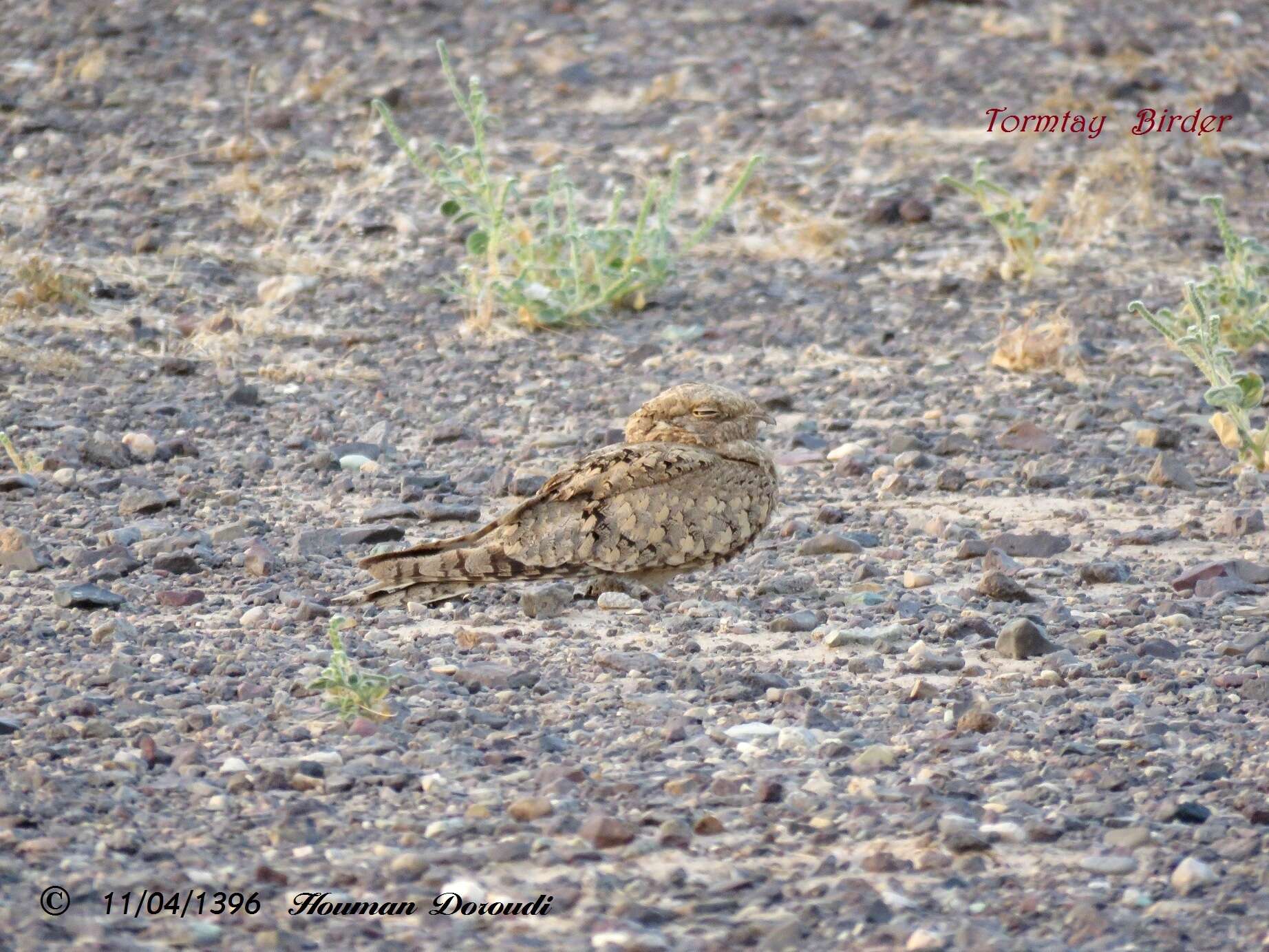 Image of Egyptian Nightjar