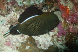 Image of Indian triggerfish