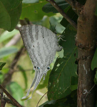 Image of Neomyrina hiemalis (Godman & Salvin 1878)