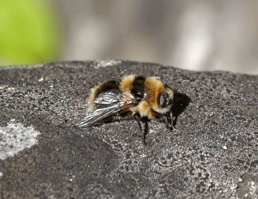 Deer Nose Bot Fly - Cephenemyia 