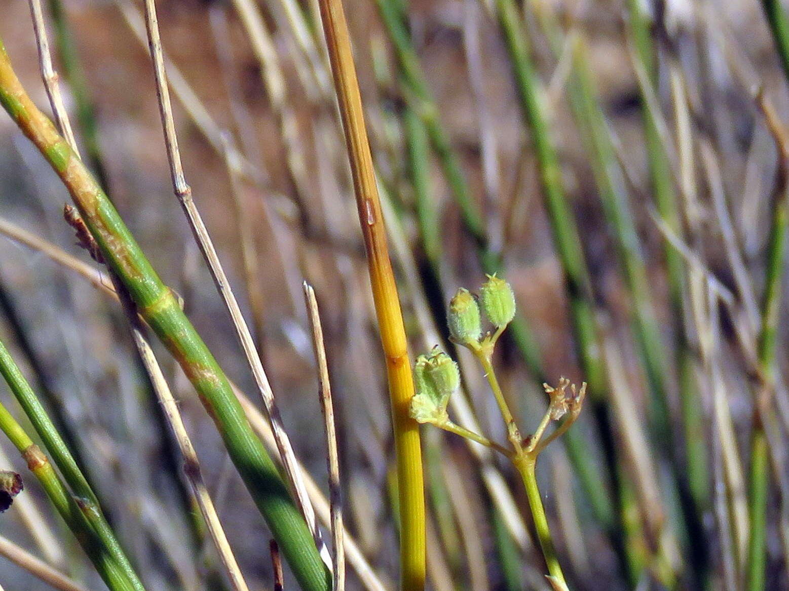 Image of Deverra denudata subsp. aphylla (Cham. & Schltdl.) Pfisterer & Podl.