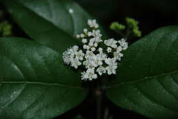 Image de Viburnum microphyllum (Oerst.) Hemsl.