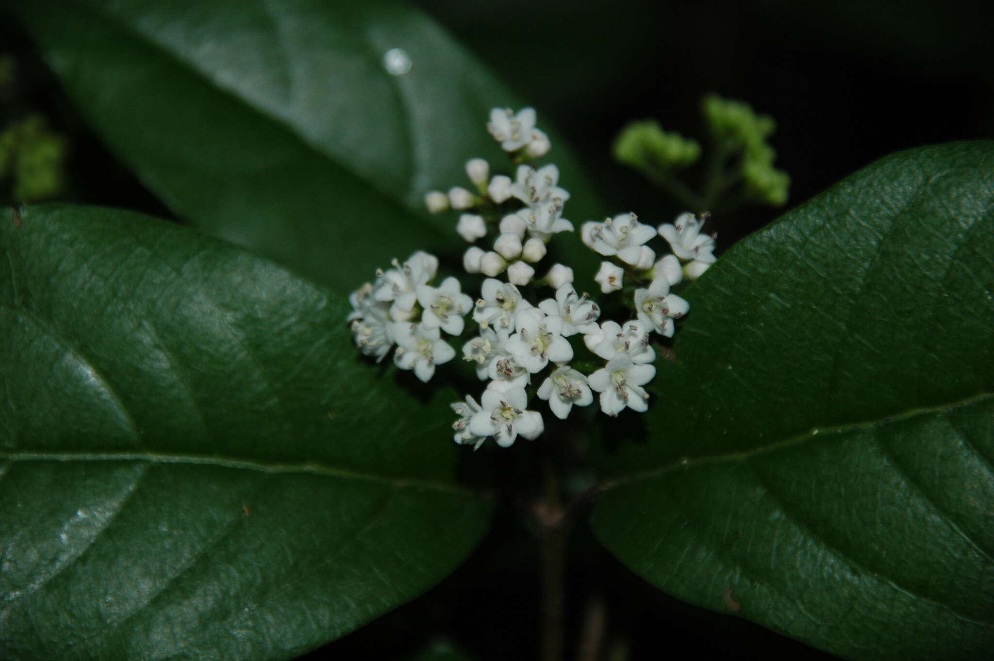 Image of Viburnum microphyllum (Oerst.) Hemsl.