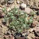 Image of cushion cryptantha