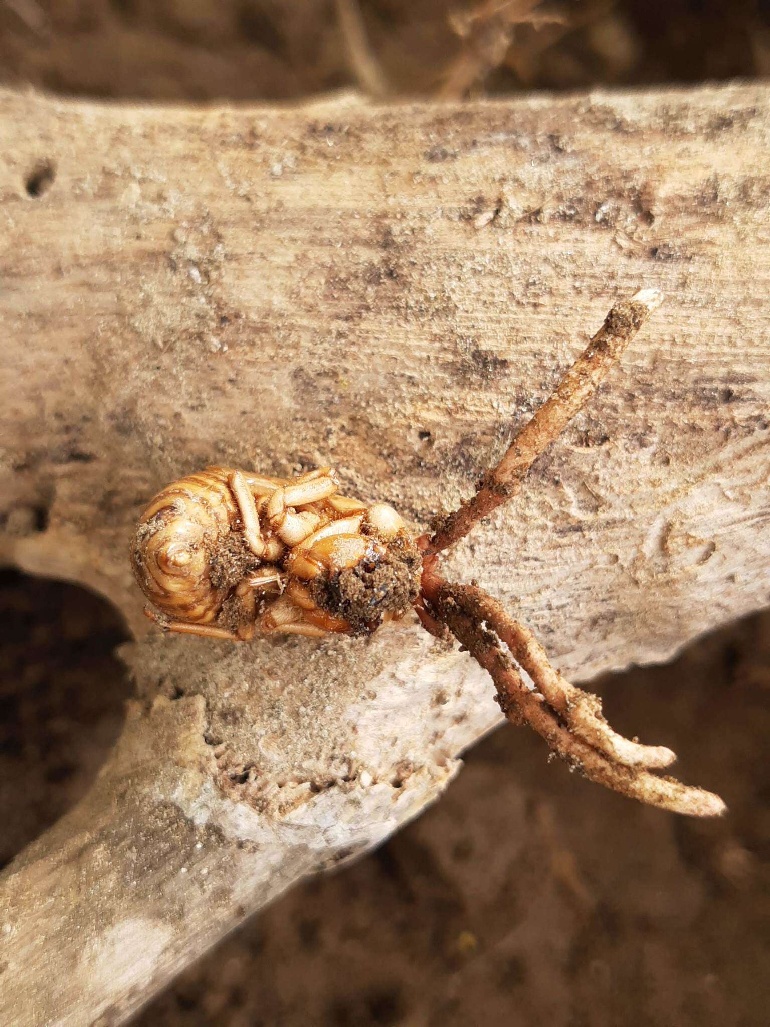 Image of Ophiocordyceps sobolifera (Hill ex Watson) G. H. Sung, J. M. Sung, Hywel-Jones & Spatafora 2007