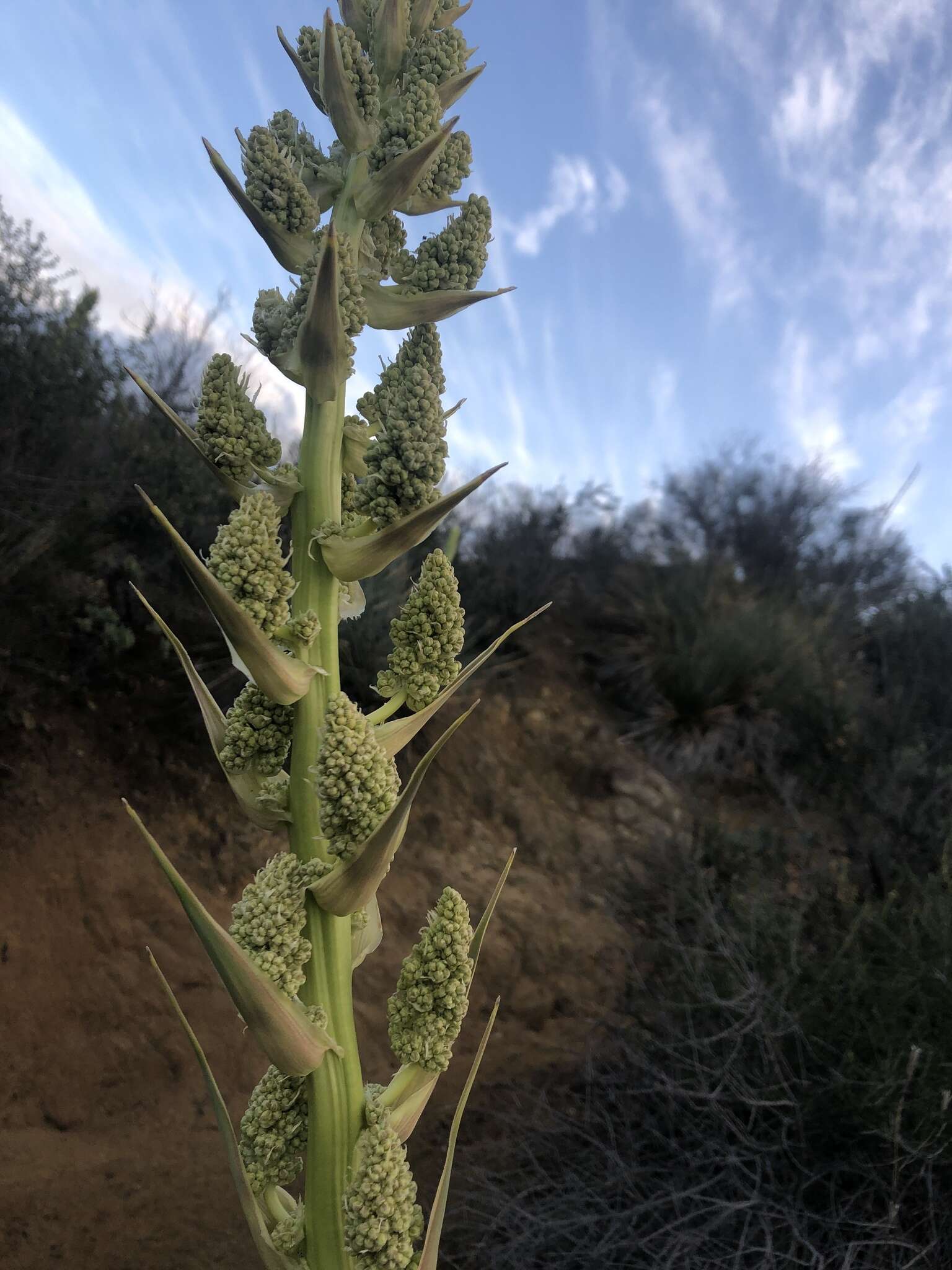 Image of Peninsular beargrass