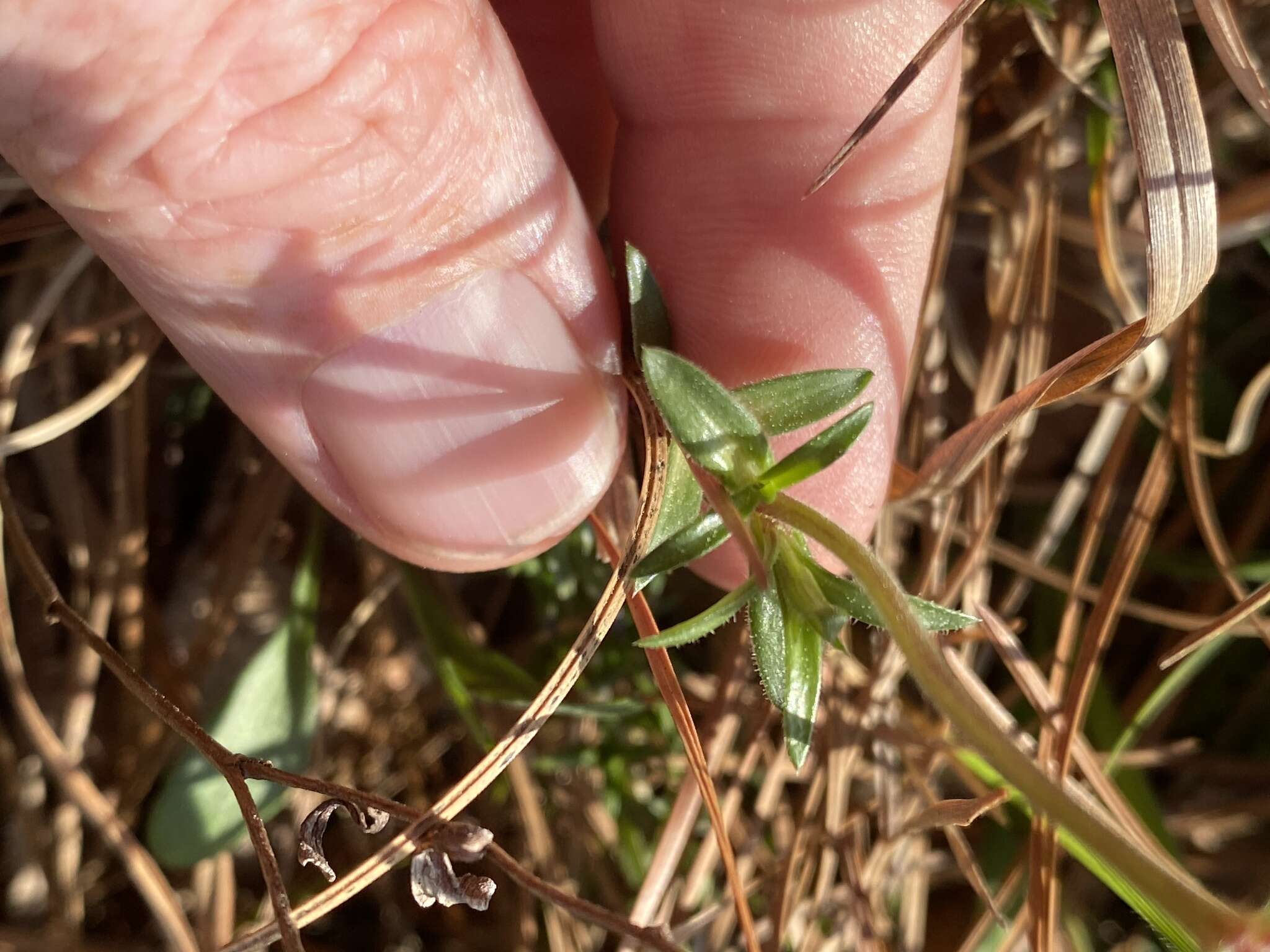 Image of trailing phlox