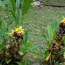 Image of Chinese Dwarf Banana