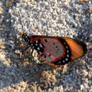 Image of <i>Acraea <i>acara</i></i> acara