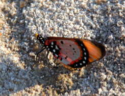 Image de <i>Acraea <i>acara</i></i> acara