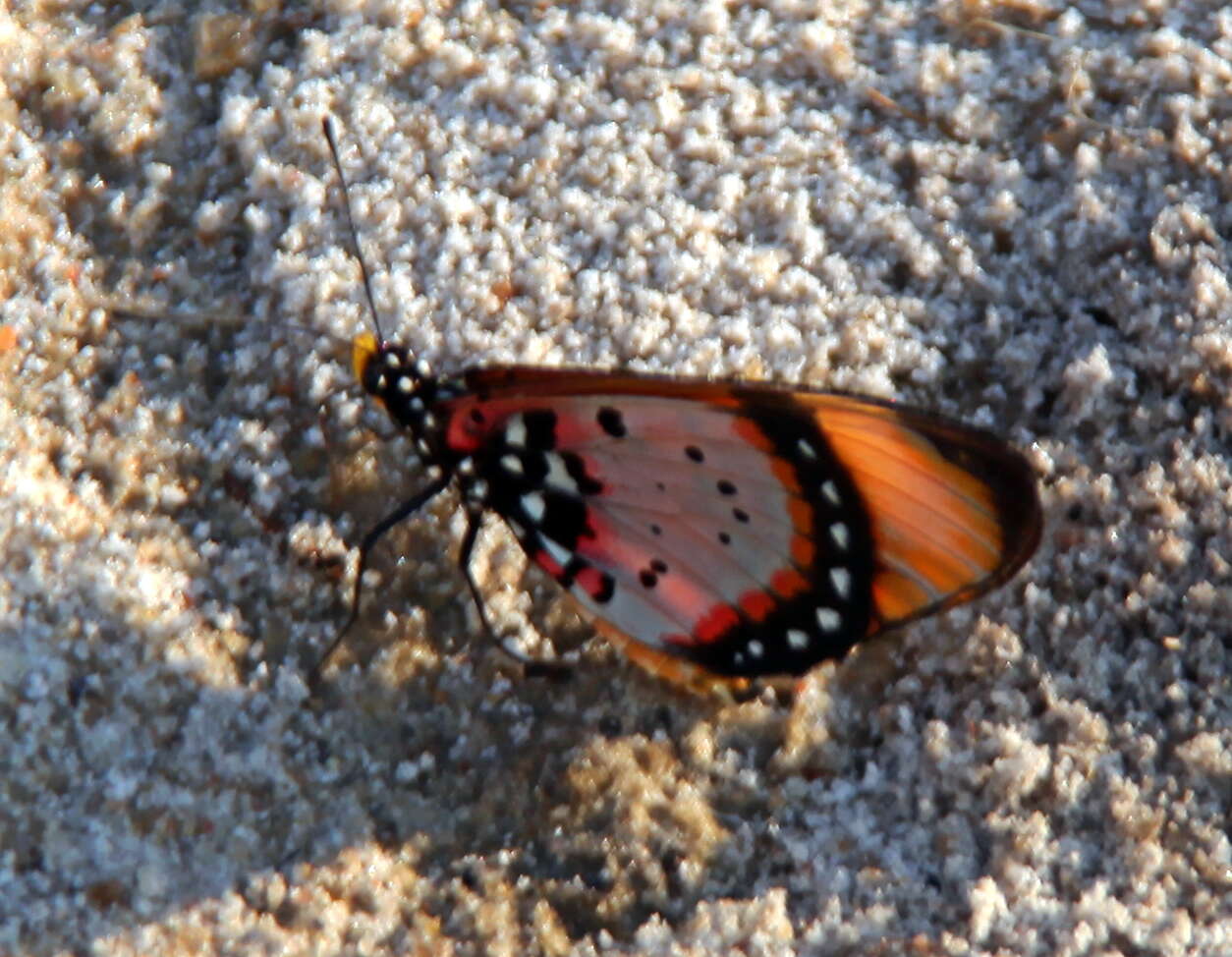 Image of <i>Acraea <i>acara</i></i> acara