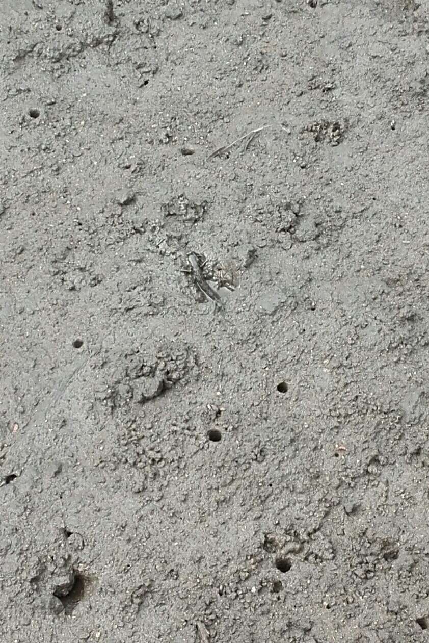 Image of Barred mudskipper