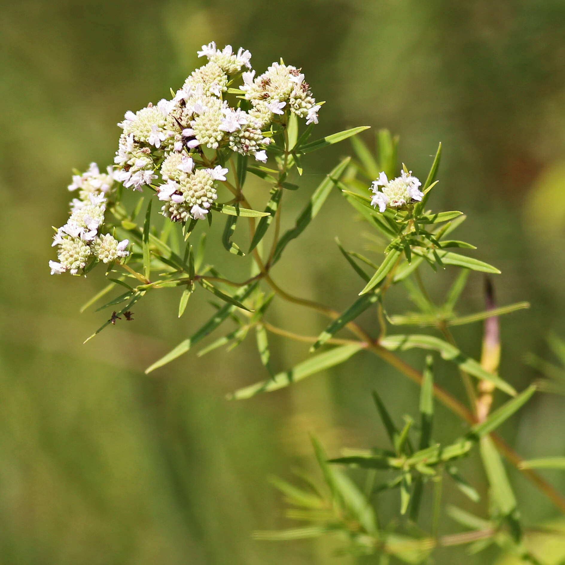 Image of narrowleaf mountainmint